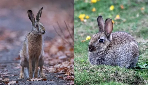 Чем отличается заяц от кролика 2