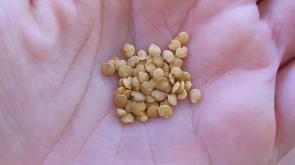 Семена баклажанов. Фото с сайта yagodka.club