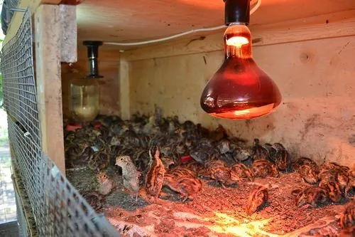 Цыплятам жарко под инфракрасной лампой