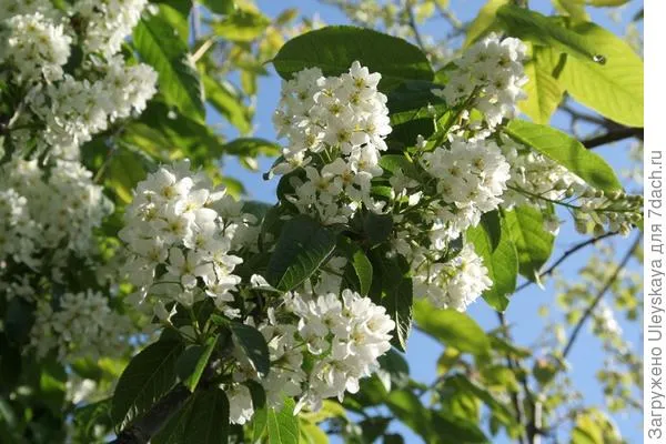 Черемуха обыкновенная Albertii. Фото с сайта chewvalleytrees.co.uk