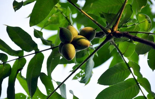 Орех маньчжурский плоды