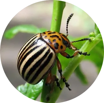 Колорадский жук изображение