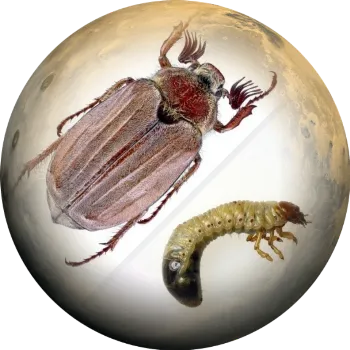 Майский жук- изображение