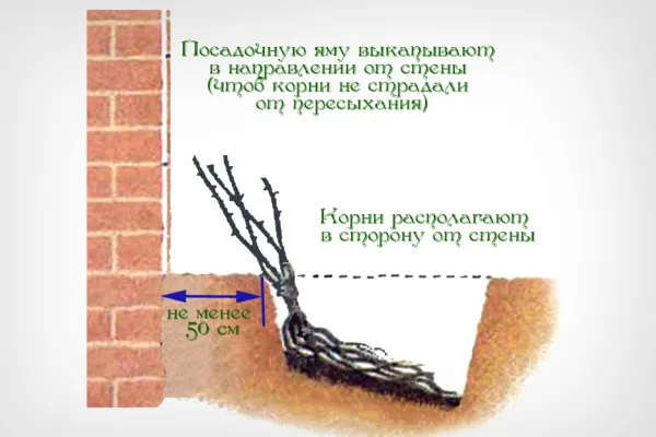 Посадка плетистой розы у стены