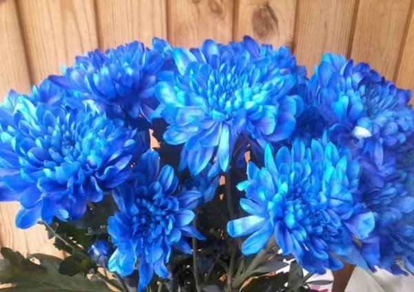 Голубые хризантемы как получаются 5
