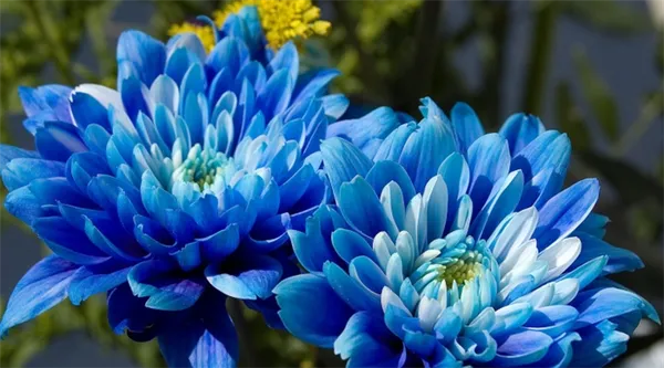 Голубые хризантемы как получаются 2