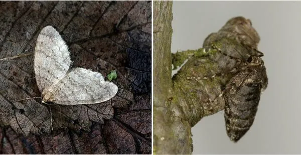 У самца зимней пяденицы (слева) крылья развиты полноценно. Самке же (справа) достались короткие крыловатые выросты (2-3 мм), она умеет только ползать