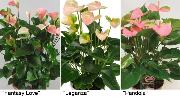 Розово-зеленые антуриумы: «Fantasy Love» (Фэнтези лав), «Leganza» (Леганза), «Pandola» (Пандола).