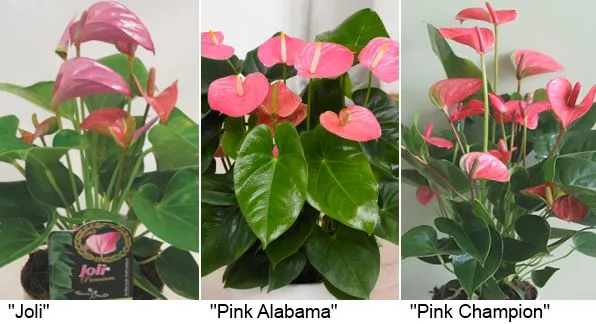 розовые сорта «Joli» (Джоли), «Pink Alabama» (Пинк Алабама) и «Pink Champion» (Пинк чемпион, розовый).