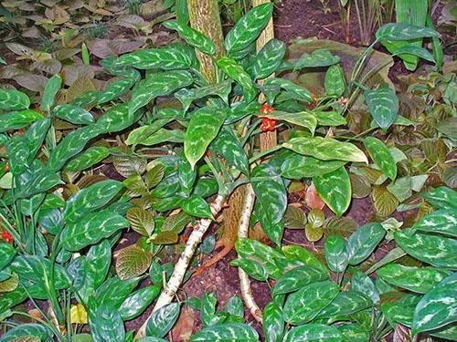 Аглаонема ребристая (A. costatum)
