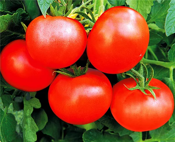 Как обламывать помидоры для увеличения урожая 5