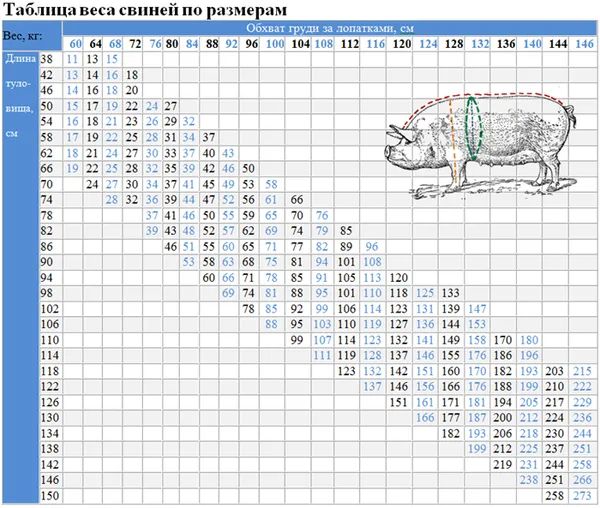 Сколько весит свинья в среднем: как узнать вес без весов, таблица измерения поросят по месяцам