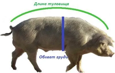 Как узнать вес свиньи: таблица замера и другие способы измерения