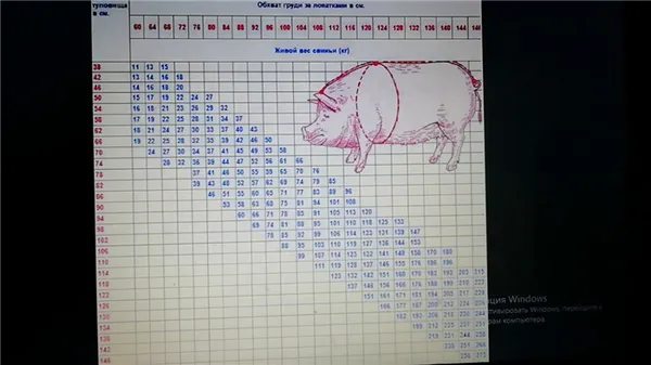Сколько весит свинья: таблица измерения веса свиней