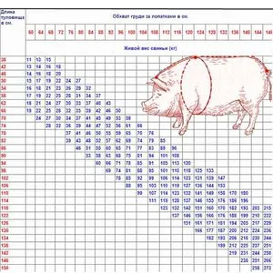 Сколько весит свинья в среднем 2