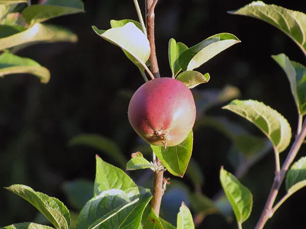 Осенняя обрезка яблони