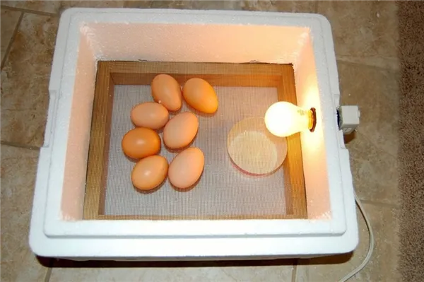 Яйца в самодельном инкубаторе