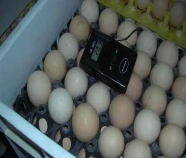 Правильное хранение яиц