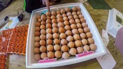 Что такое инкубационное яйцо 2