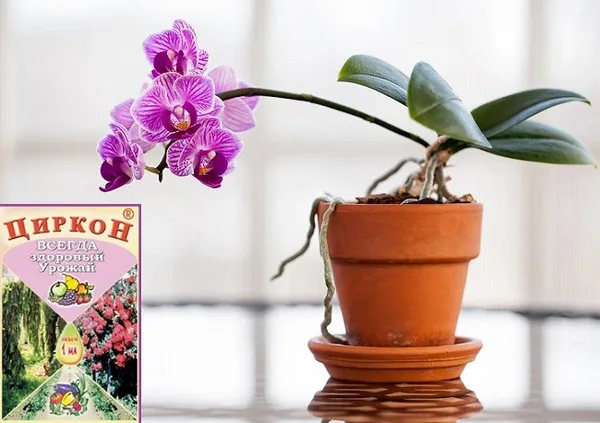 Как применять циркон для орхидей