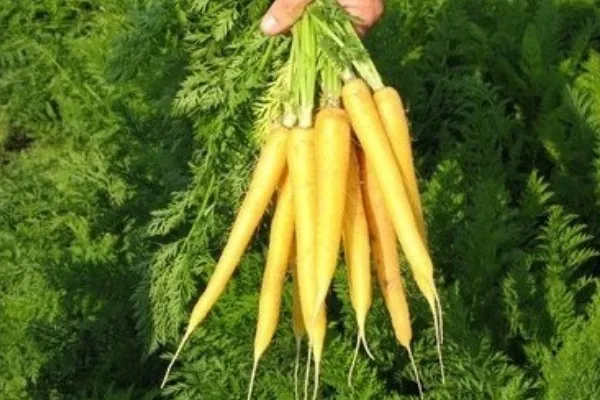 Желтая морковь чем отличается от оранжевой 3