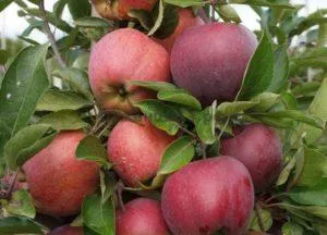Описание и правила выращивания яблони сорта Благая весть