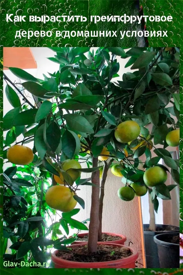 Как растет грейпфрут фото 1