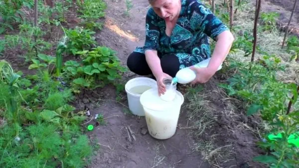 Как можно использовать молочную сыворотку на огороде 1