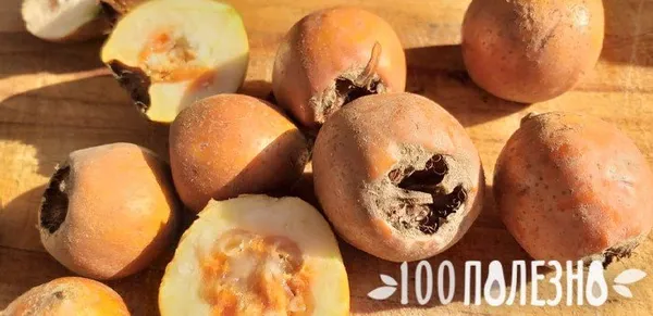 Как растет арахис в природе 10