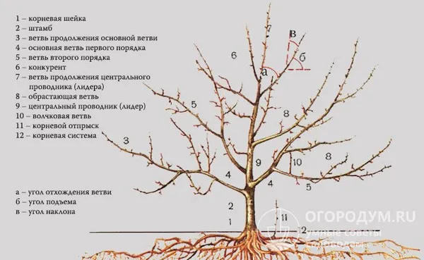 Павлония дерево где растет в россии 12