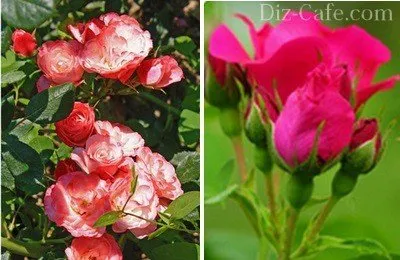 Чем обработать розы от черной пятнистости 22