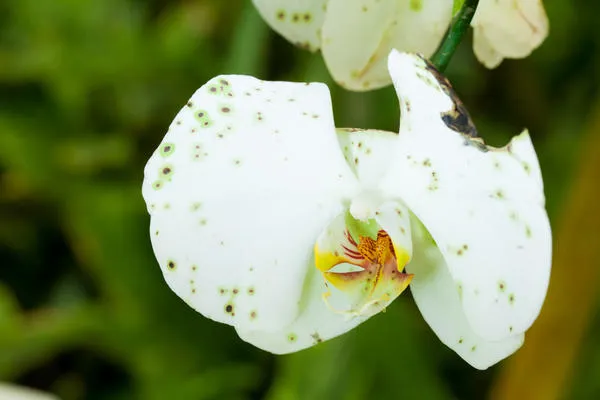 Эпин экстра для орхидей как применять 4