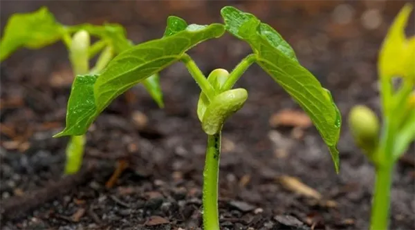Как выращивать баклажаны в открытом грунте 3