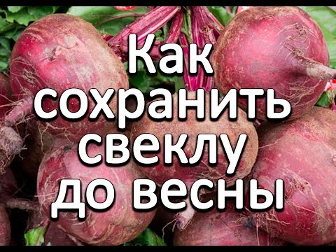 Как получить семена огурцов в домашних условиях 2