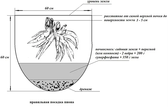 Паутинный клещ на комнатных растениях как избавиться 4