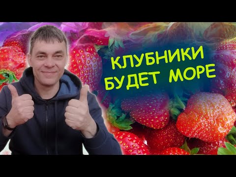 Пак чой что это такое 5