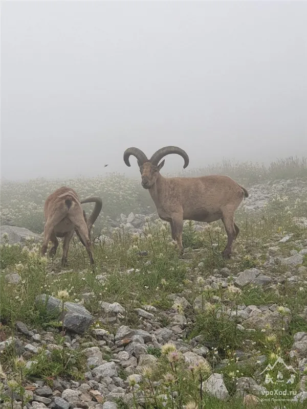 Сколько весит корова в среднем 3