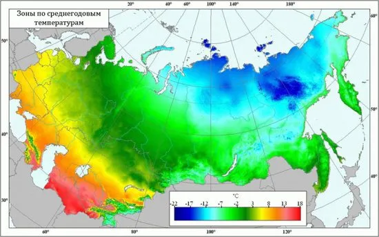 Какой виноград без косточек 11