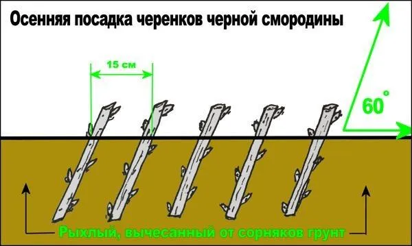 Как растет авокадо в природе 15