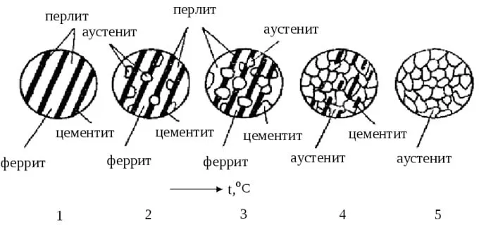 Сколько лет живут козы 21