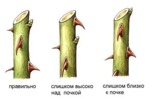 Обрезка относительно почек