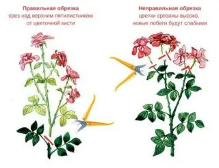 Правильная обрезка цветов