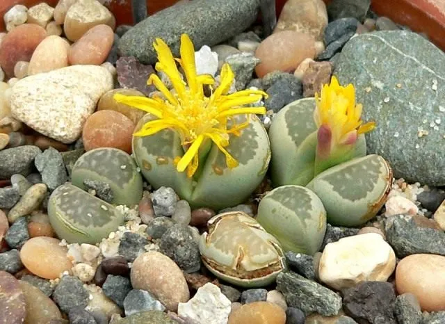 Литопс Холла (Lithops hallii)