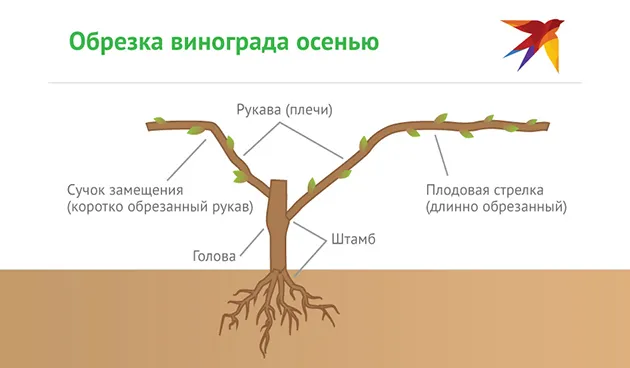 Обрезка винограда осенью