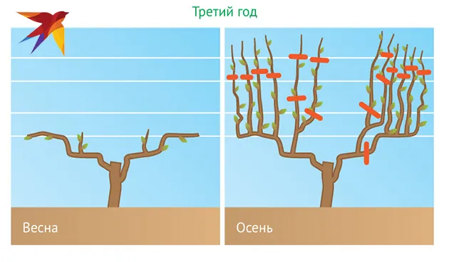 Как укрыть виноград на зиму: советы и рекомендуемые сроки