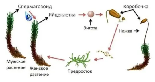 Размножение моховидных