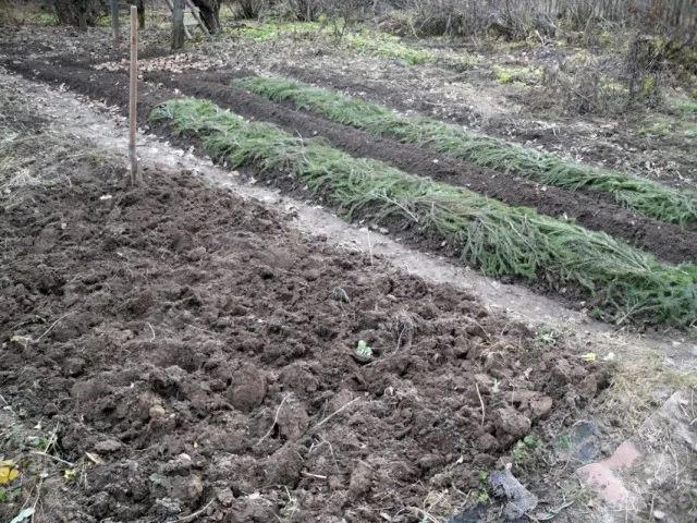 Укрытие лапником грядок с луком на зиму