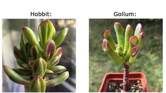 Крассула хоббит как размножить 8