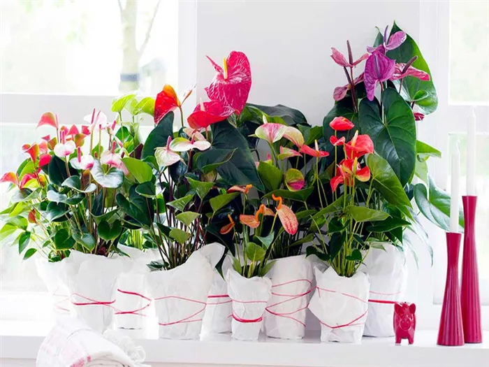 anthurium9.jpg