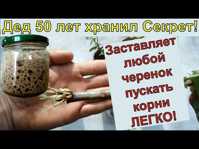 САМЫЙ ПРОСТОЙ СПОСОБ УКОРЕНИТЬ ЛЮБОЙ ЧЕРЕНОК 100% Черенкование. Черенки винограда. Черенкование роз.